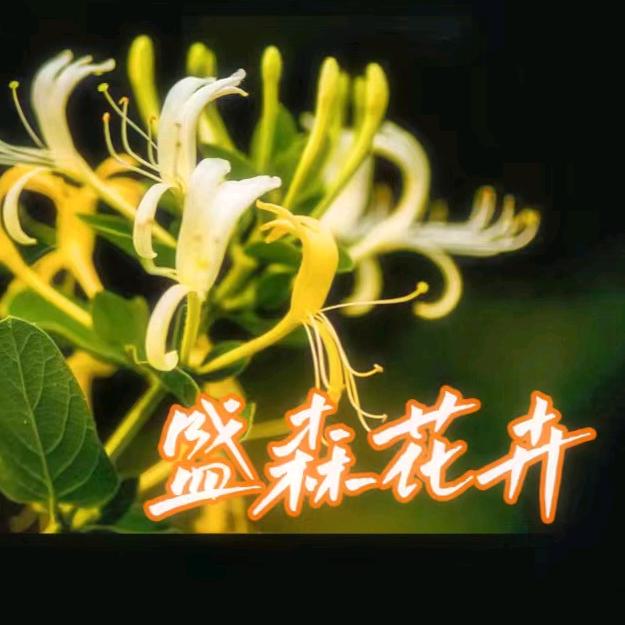 盛森金银花盆景园艺