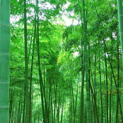 红哥