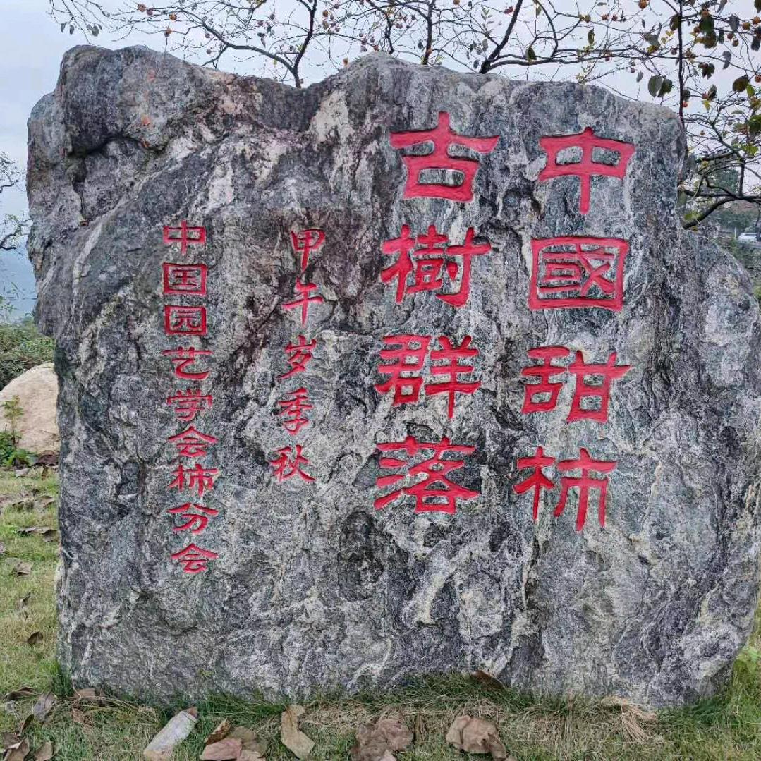 錾子石甜柿第一村邱大姐