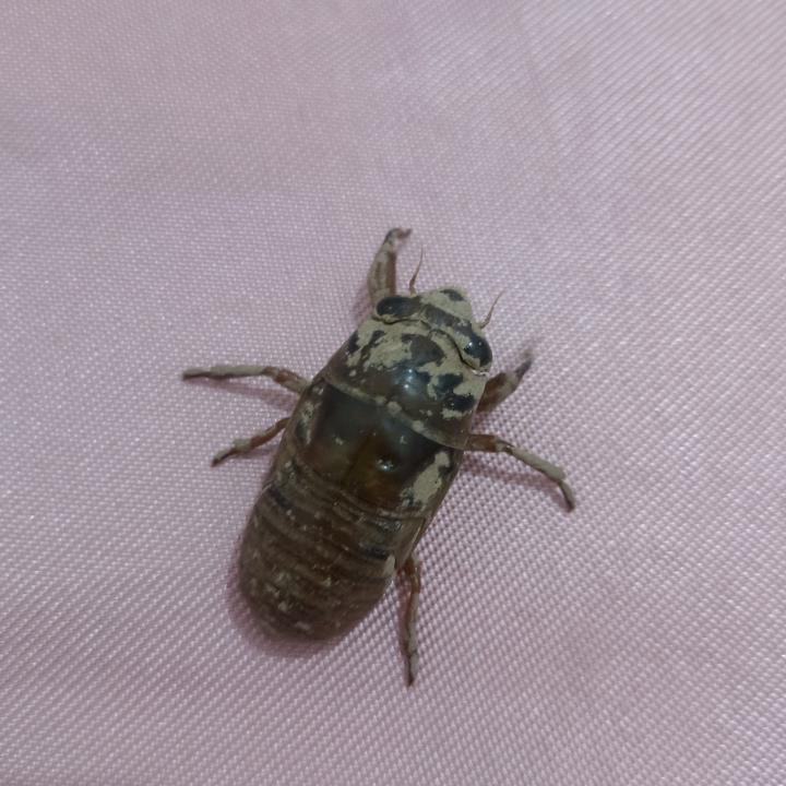 不会游泳的鱼🐠