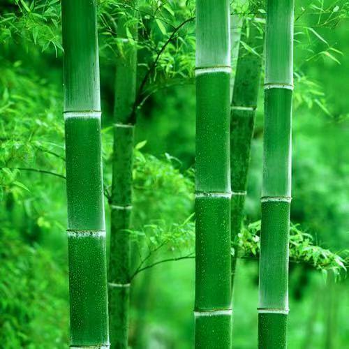 雄风