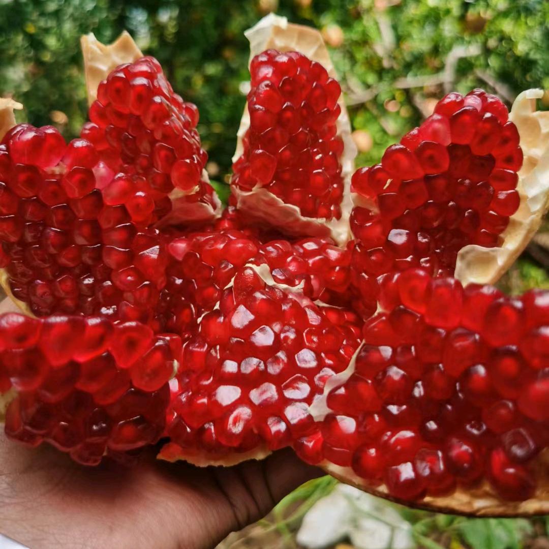 盐水软籽石榴