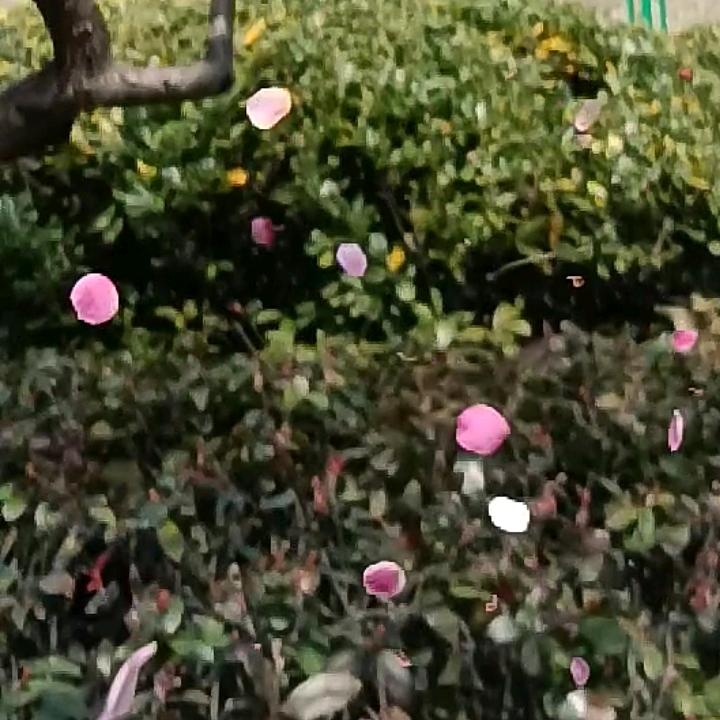 心景