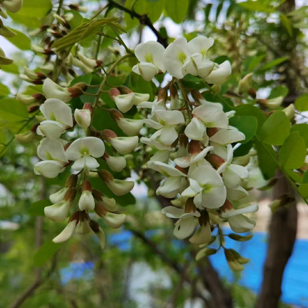 (A小方)平安喜乐