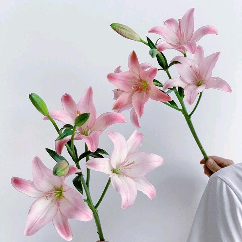 花界鲜花