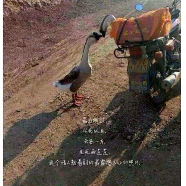 一笑醉轻城