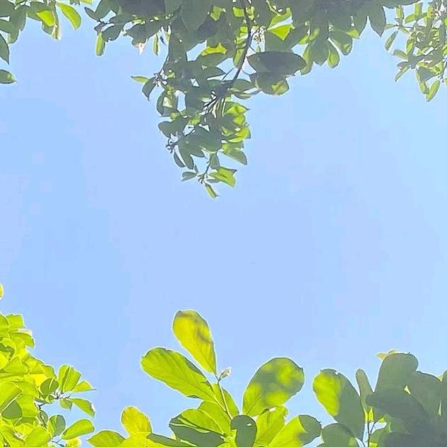 黑土