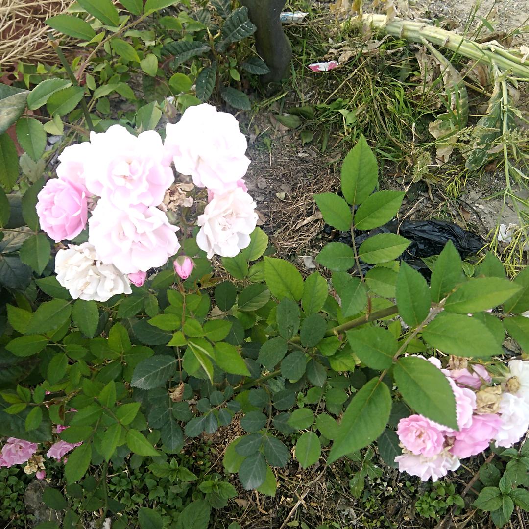 一缕阳光@头像