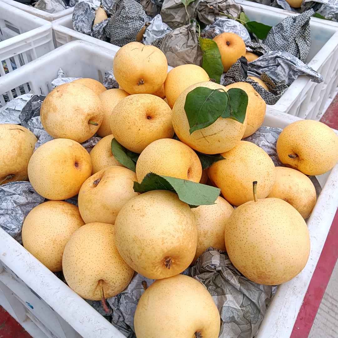 三红黄金梨踩摘园,大量上市欢迎新老客户前