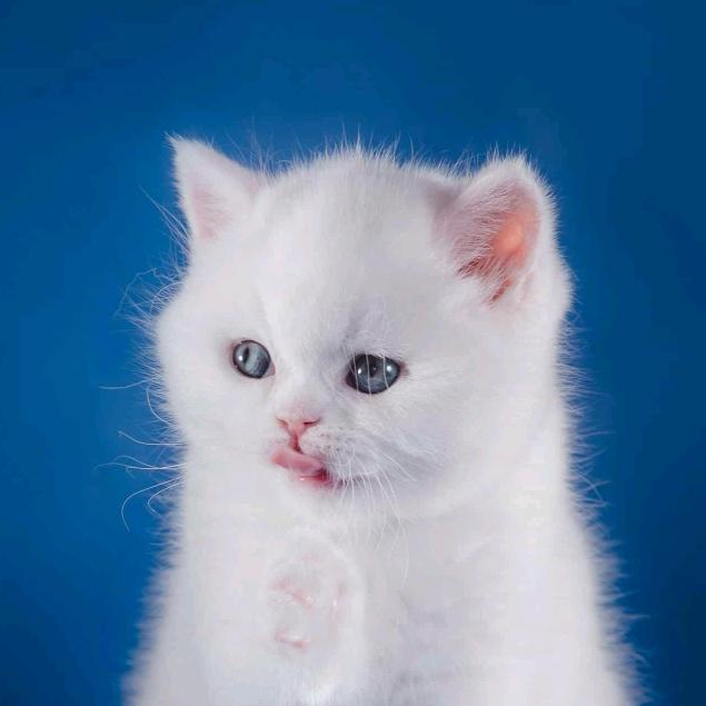 猫咪乐园