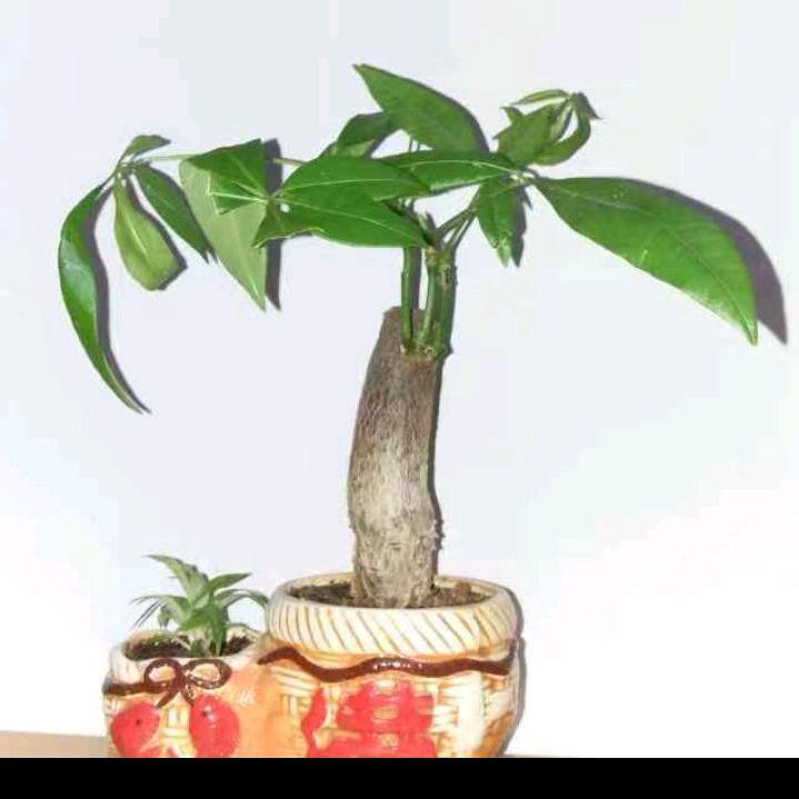 年年有于（女汉纸）