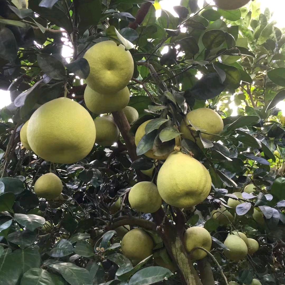 度尾红心无籽蜜柚