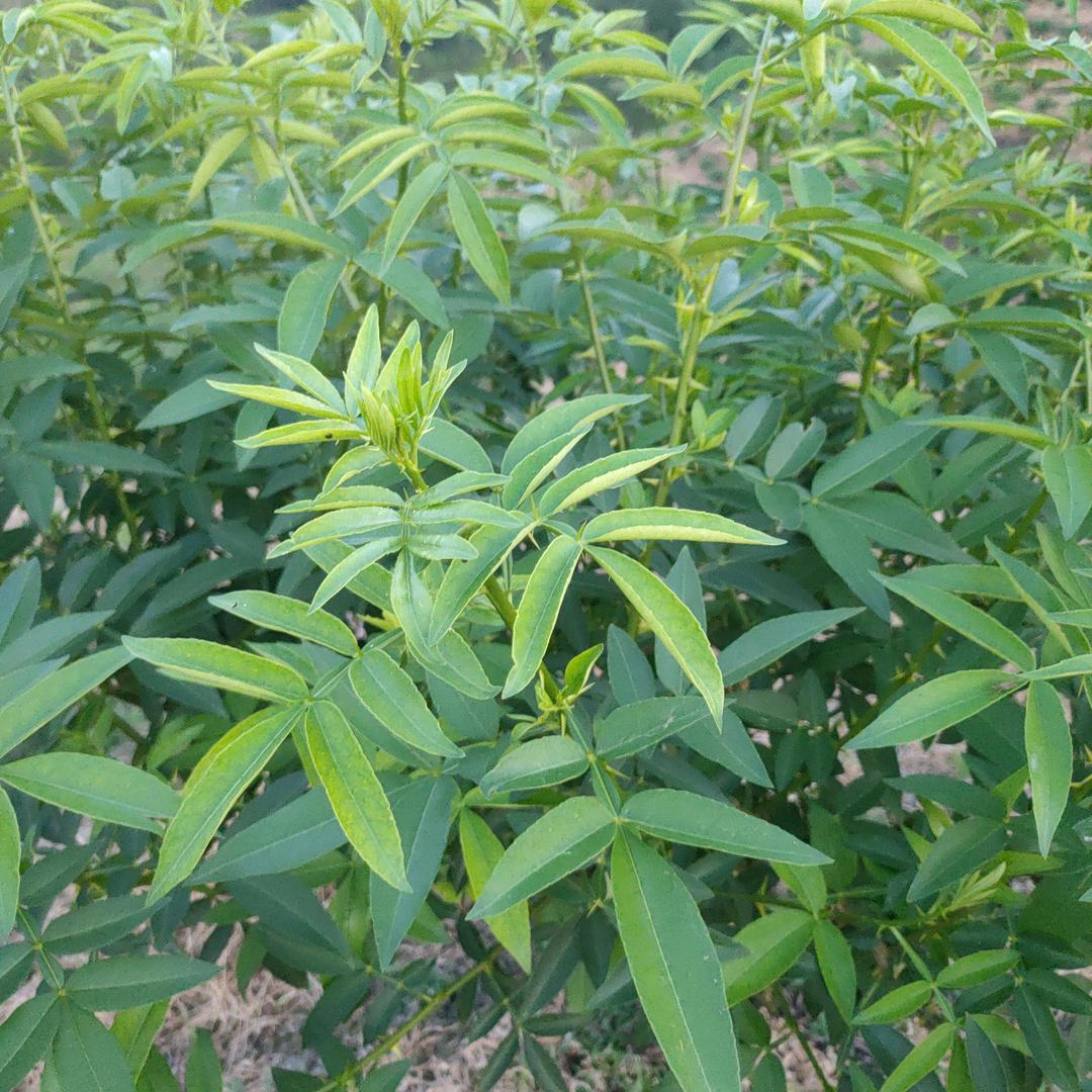 广安黎花椒