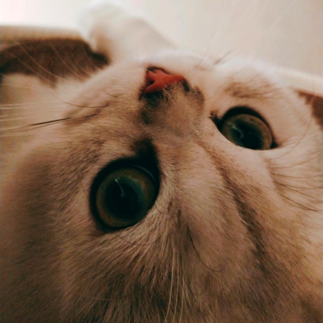 苏瓷
