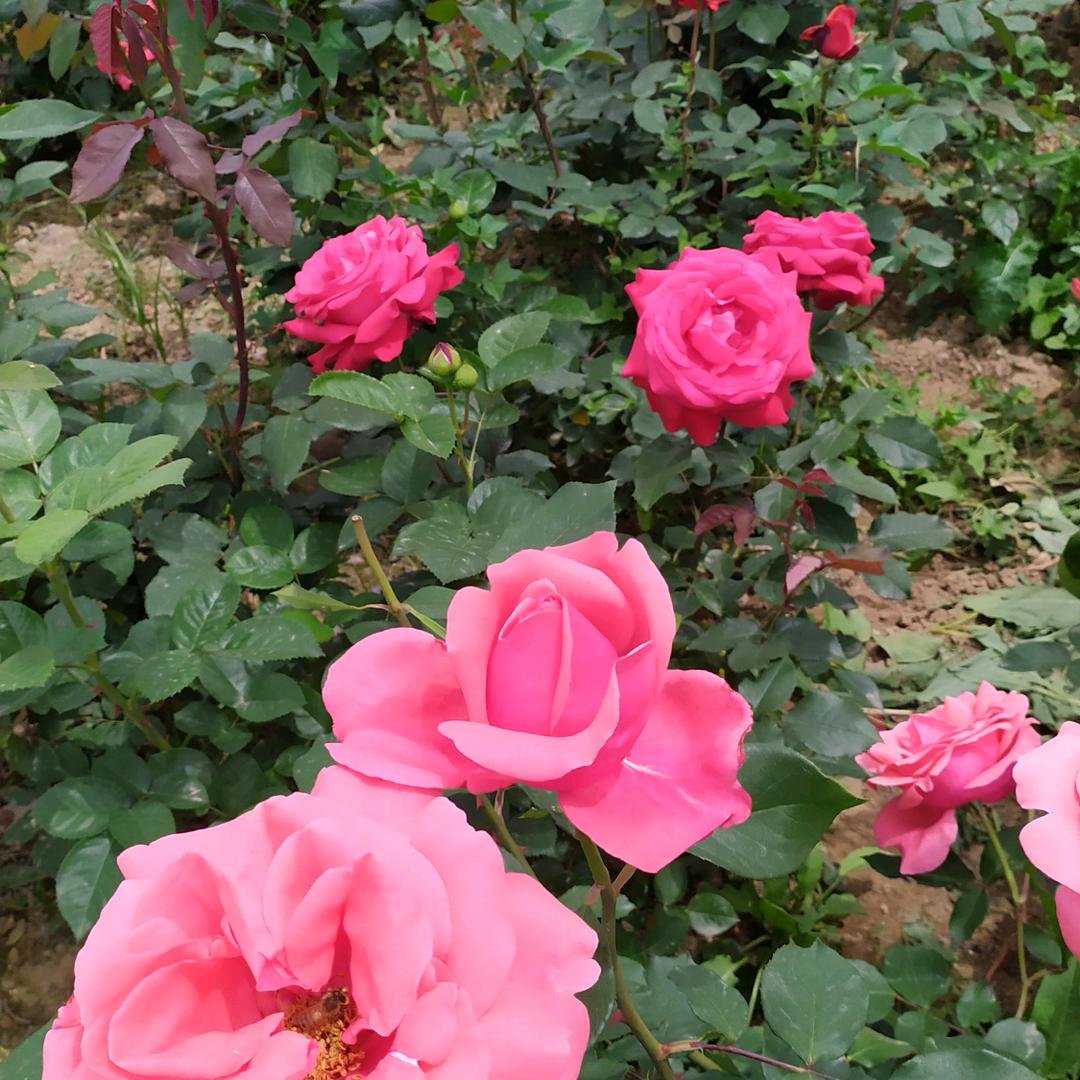 开心的人｜张存凤