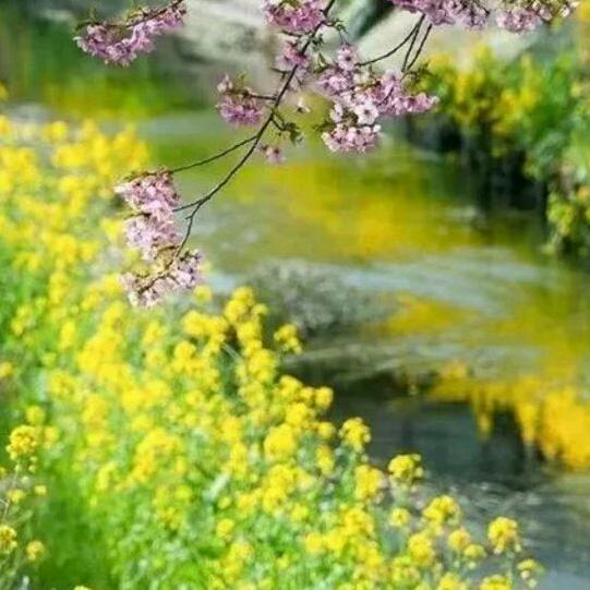 相思（拒私聊）