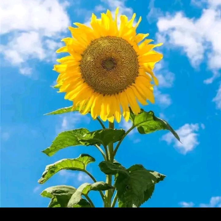 幸福开心每一天