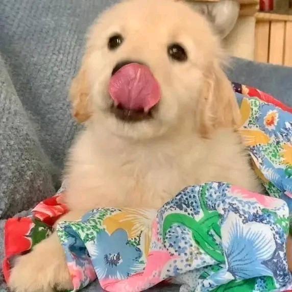 你头发乱了哦