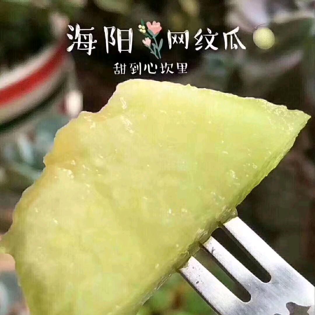 海阳小蝌蚪网纹瓜批发