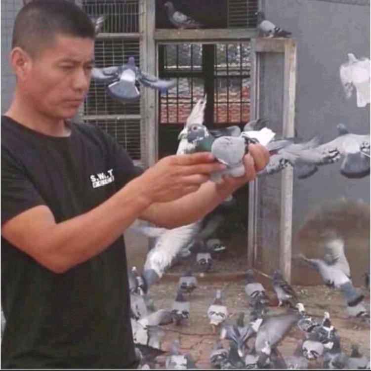 舞月鸽韵创意屋