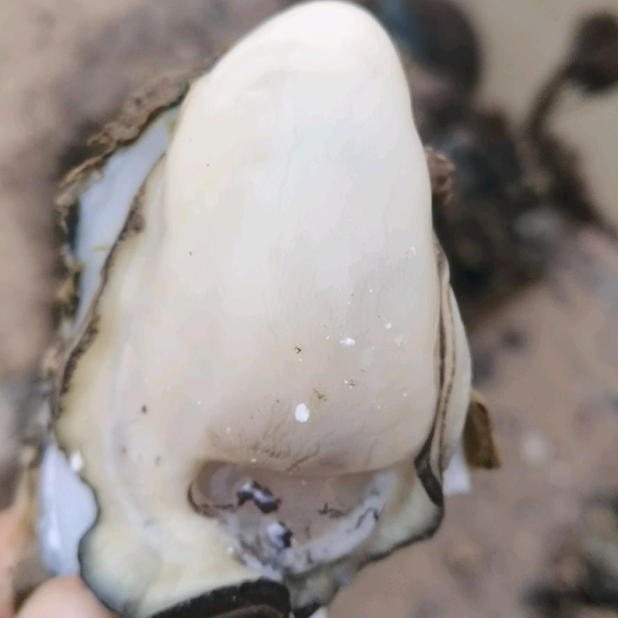 生蚝养殖