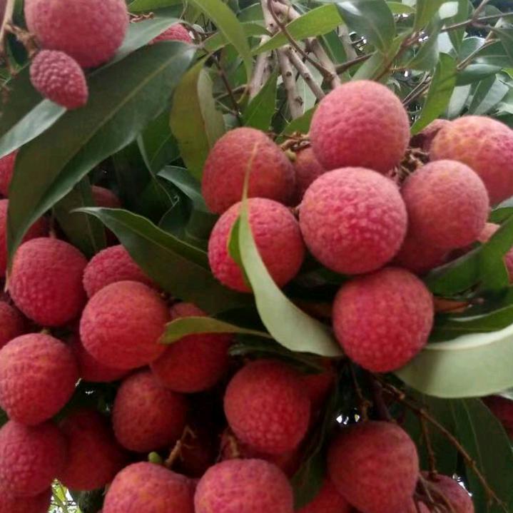 Liu自强不息