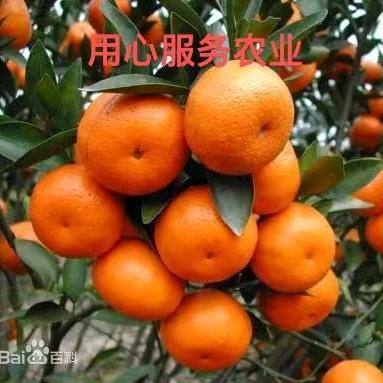 程华农业