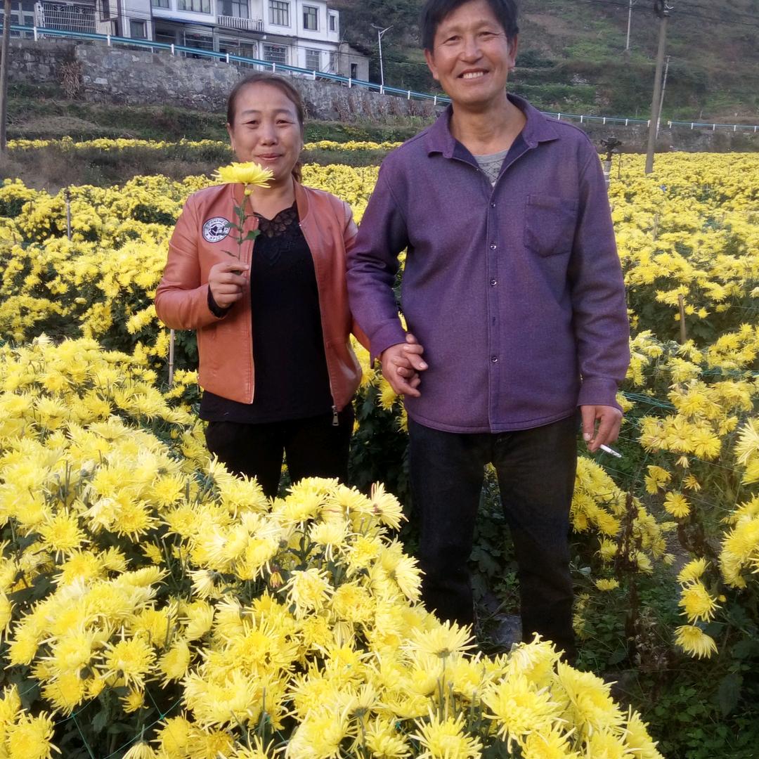 要土漆的人打电话，土漆批发，零售？