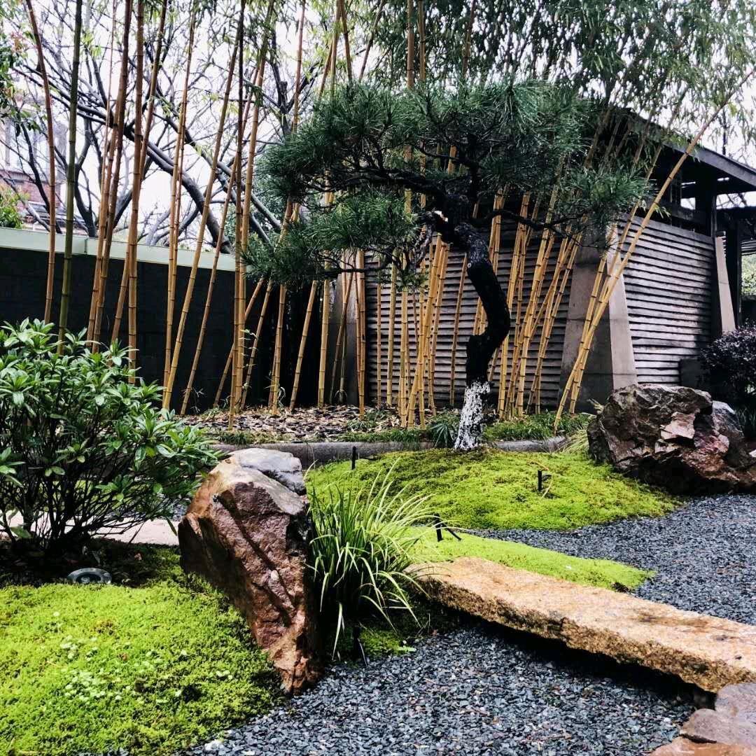 欲望灵蛇(常年供应园林绿化苗木)