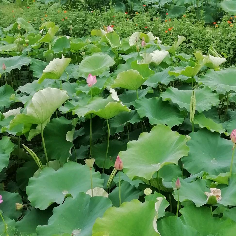 一生平安