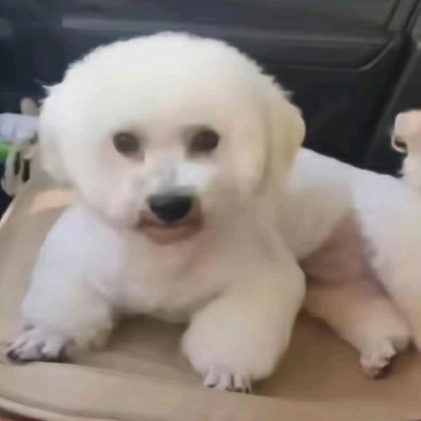 迷路的小b熊