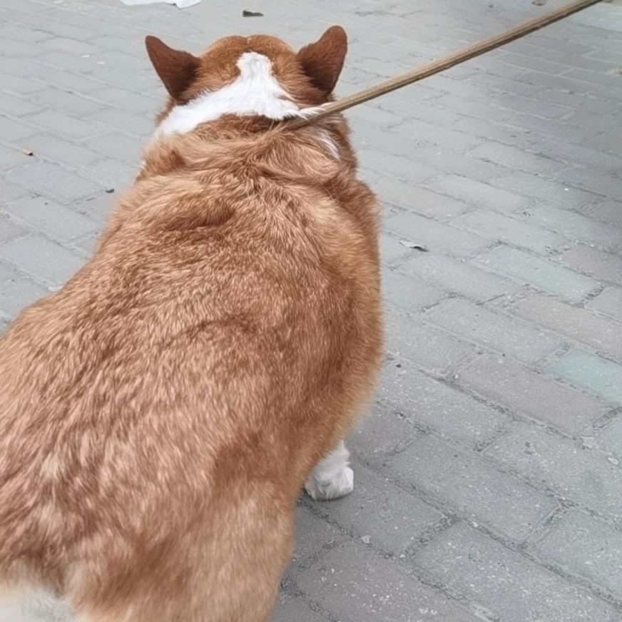 罗尼
