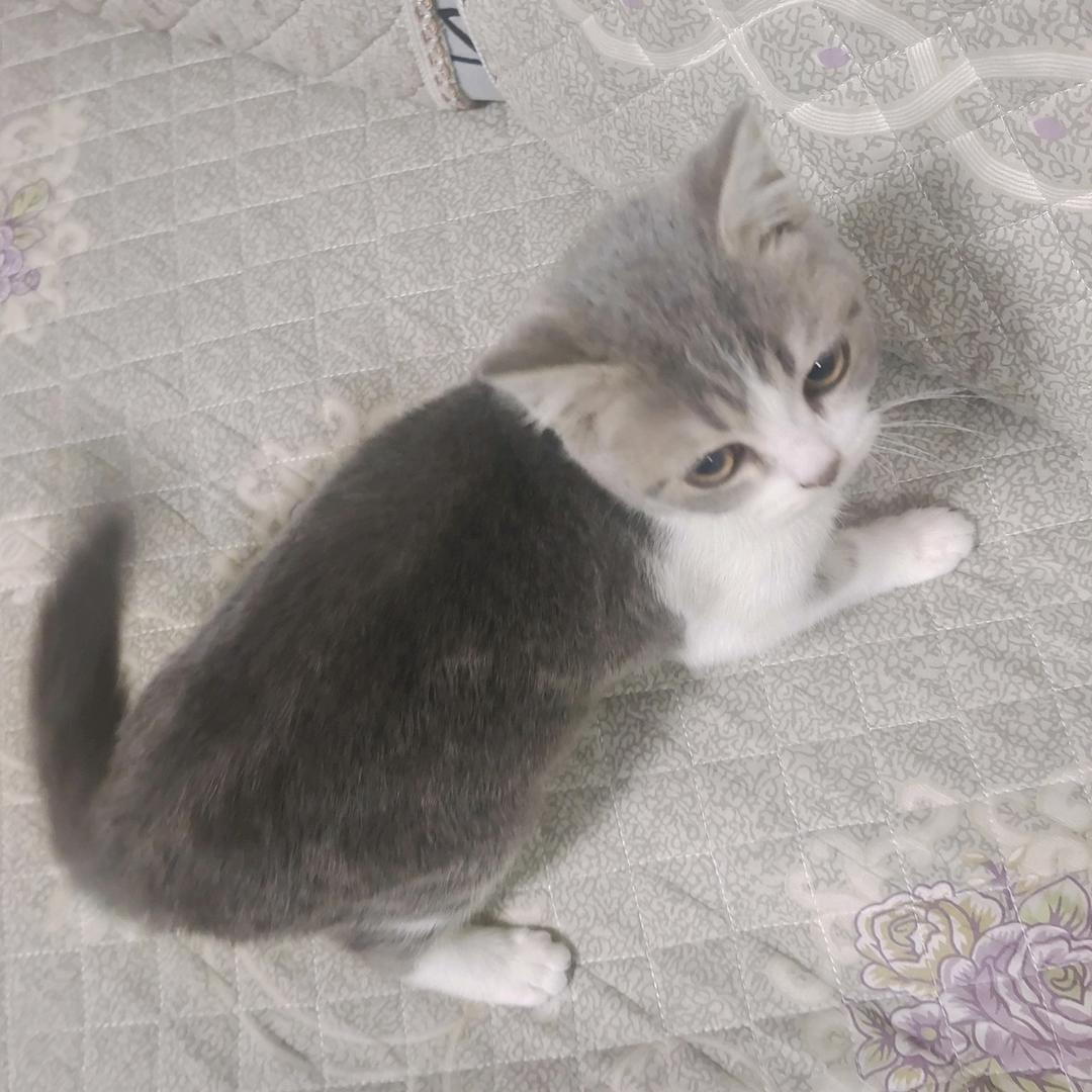 龙鼎天