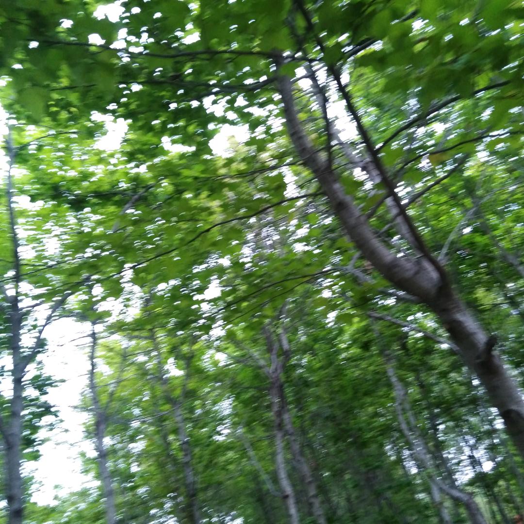 大林