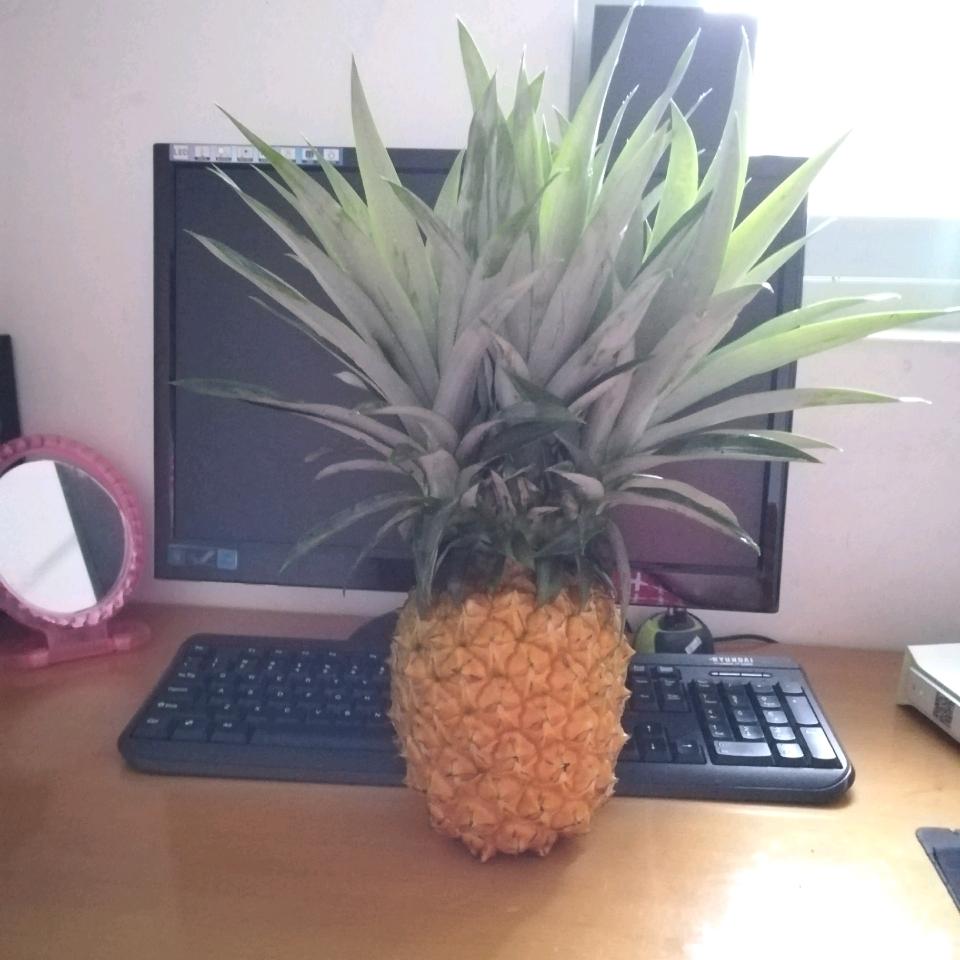 萍