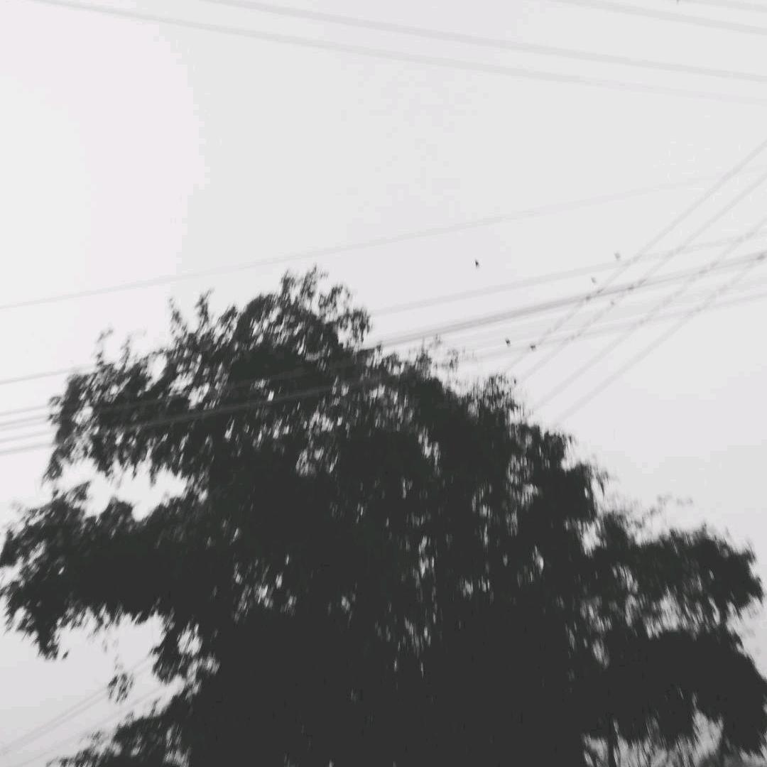 鲨啦啦