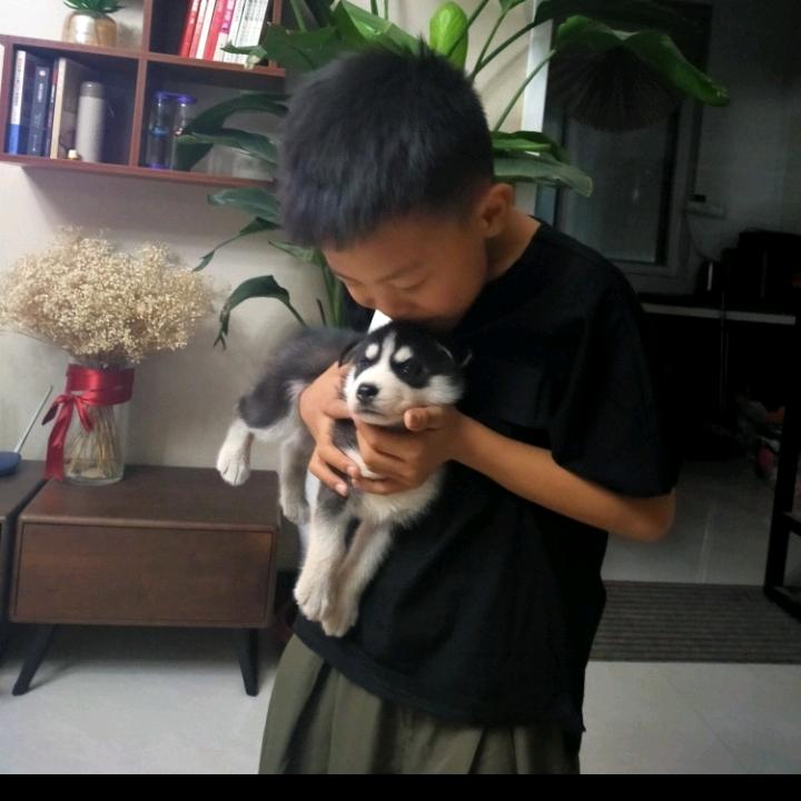 诗人的泪