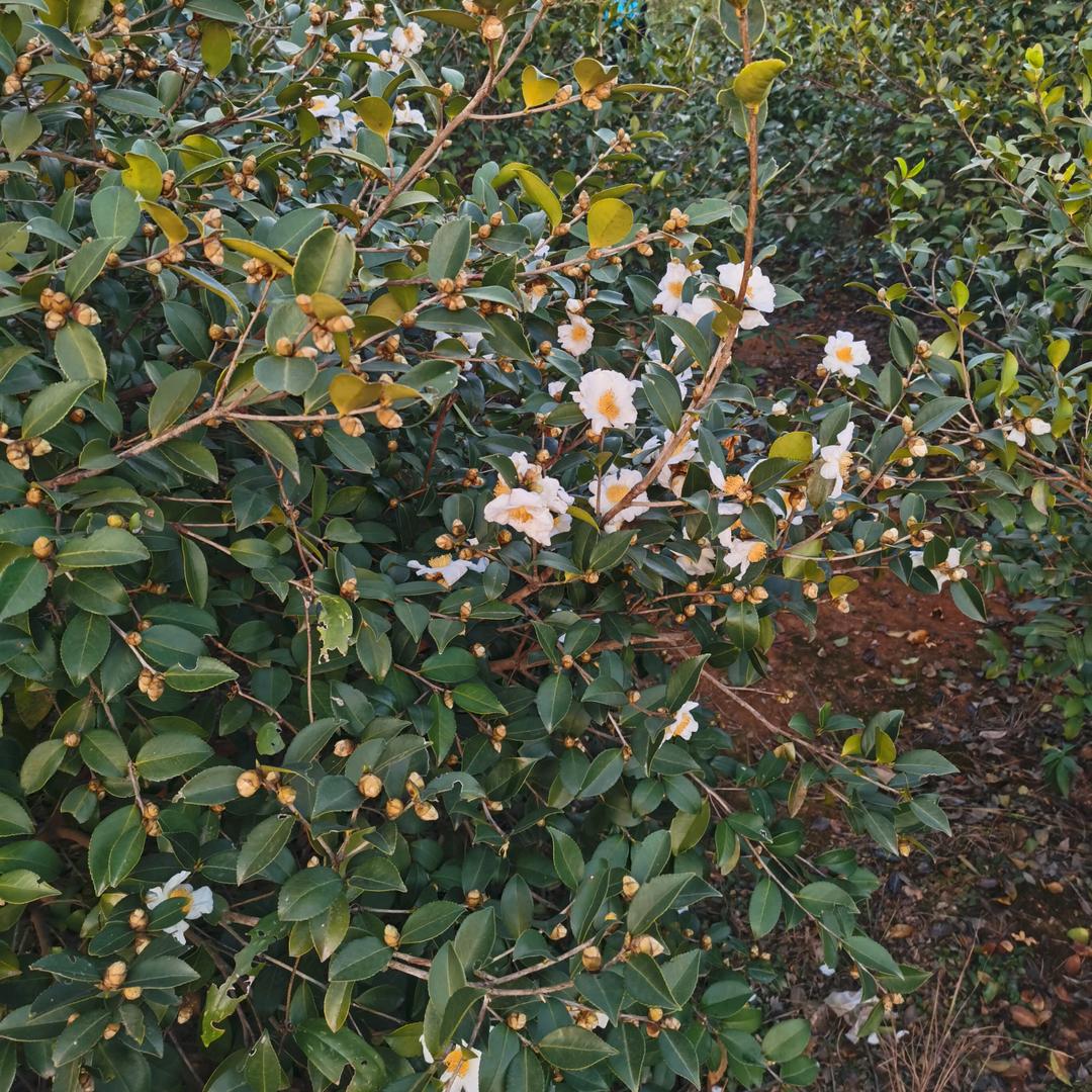 董家油茶哥（助农）