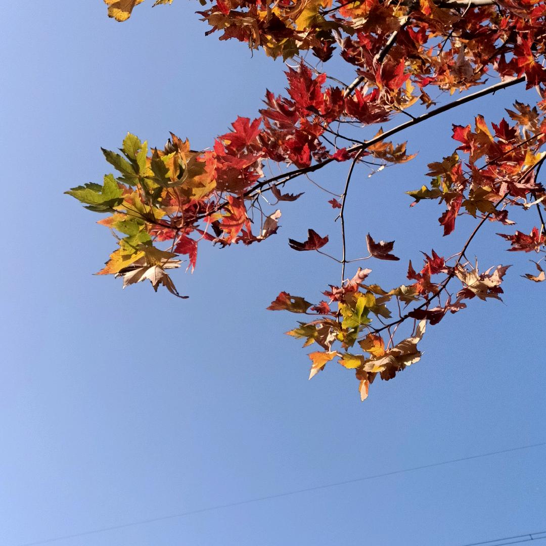 苗木供应刘明昌