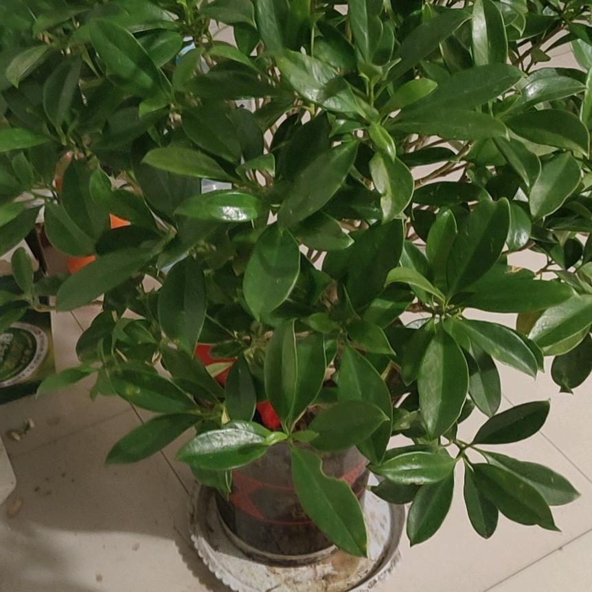 天骄