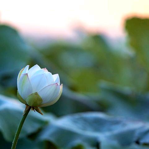 一蓑烟雨任平生