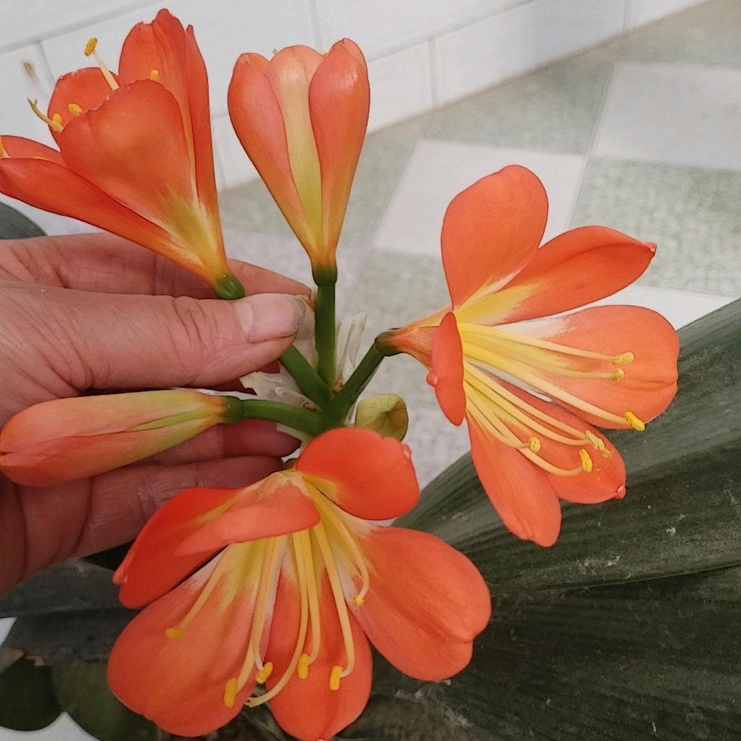 浪花