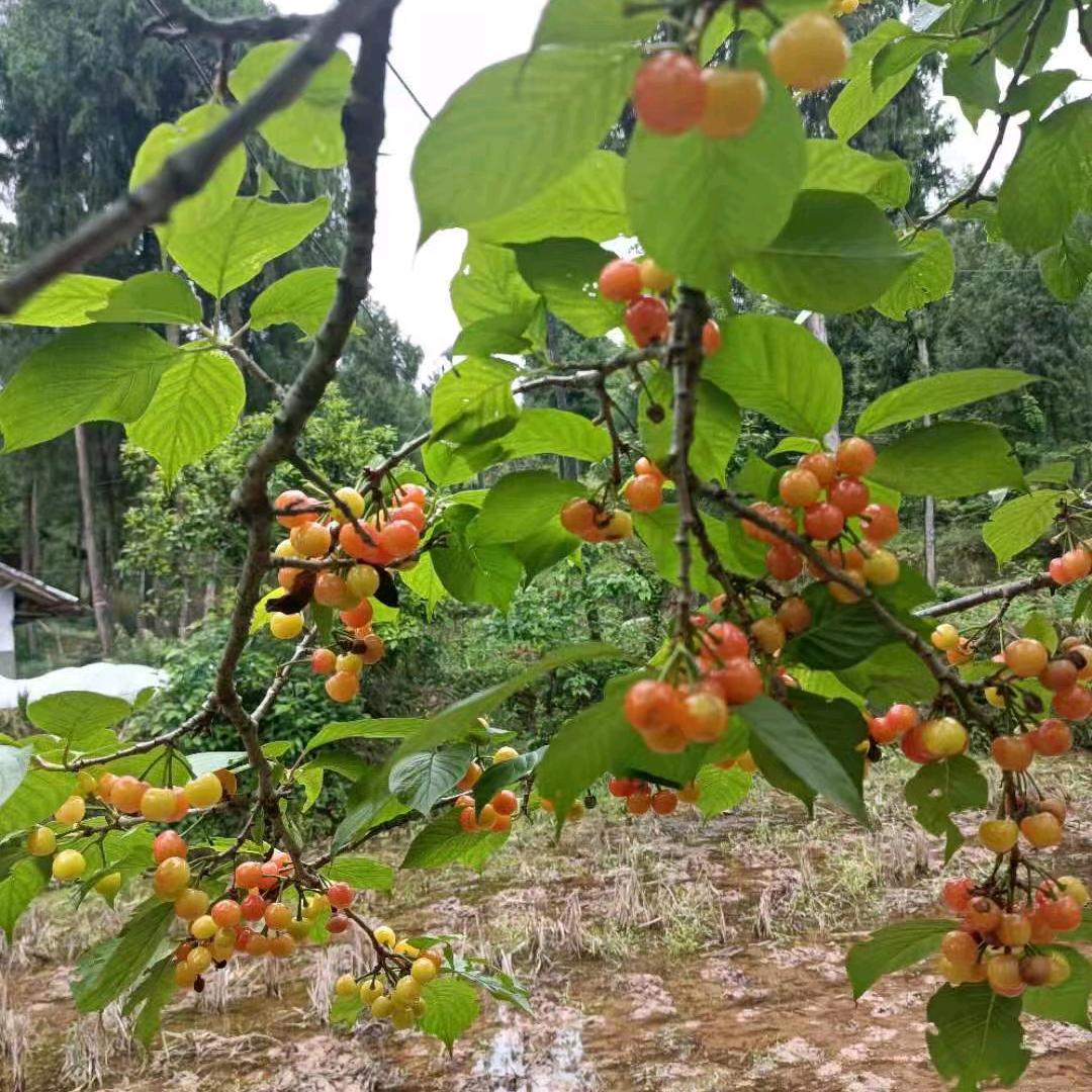 为你一生去守候