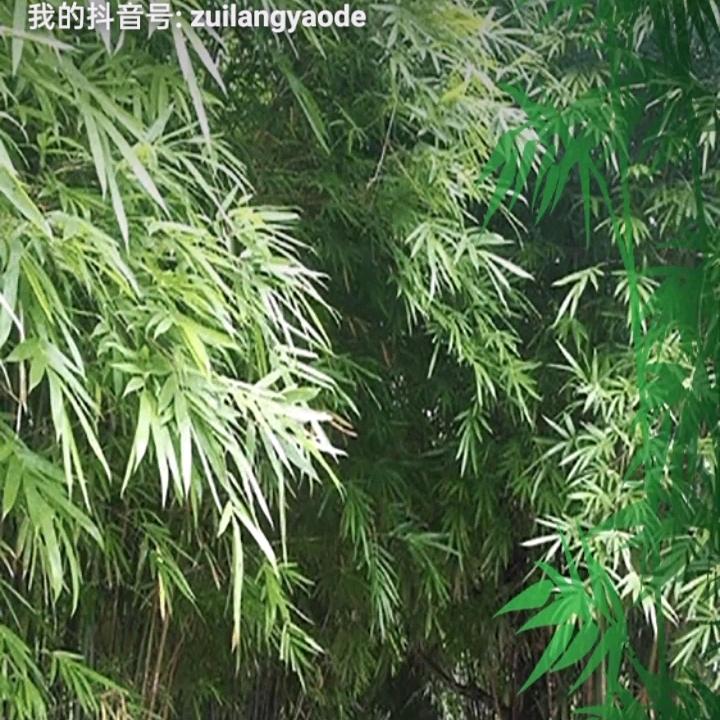 我爱你一个人