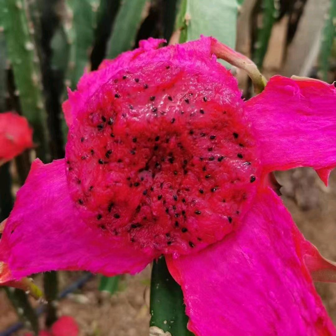 东至县新希望家庭农场