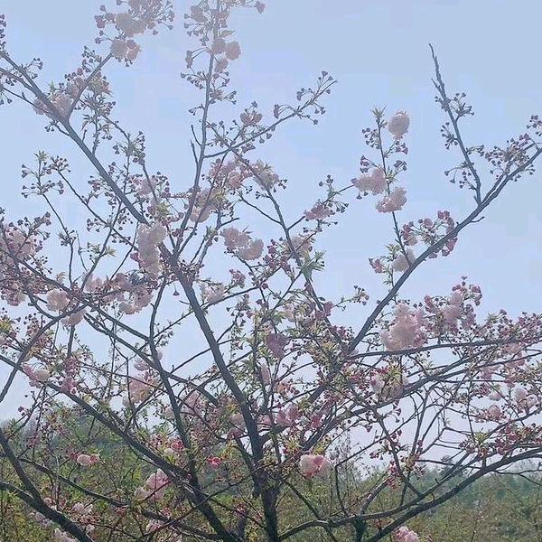 单身妈妈