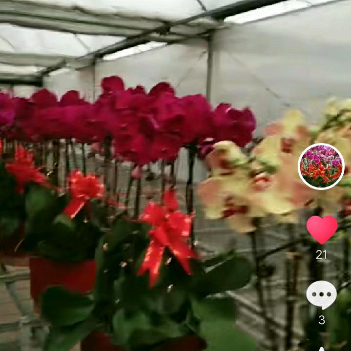 花🌸