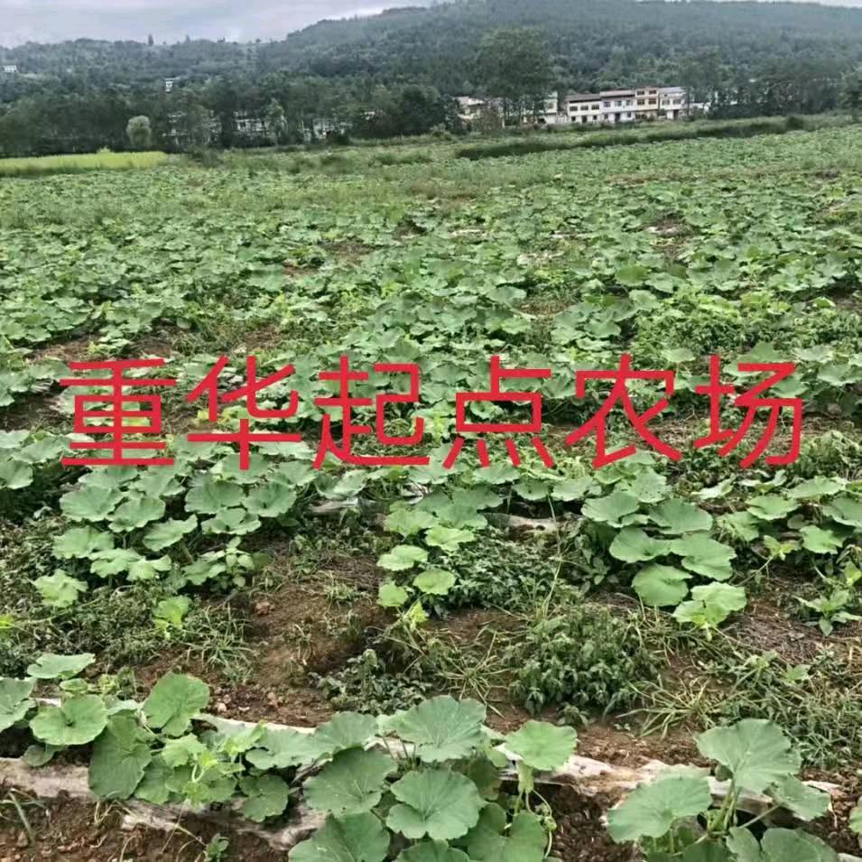 起点头像