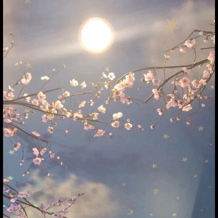 甜崽小洋