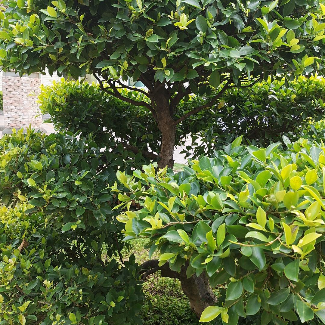 73年的苦牛🐮牛